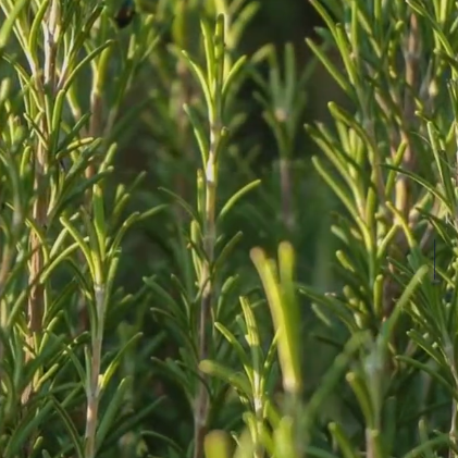 Rosemary Extract